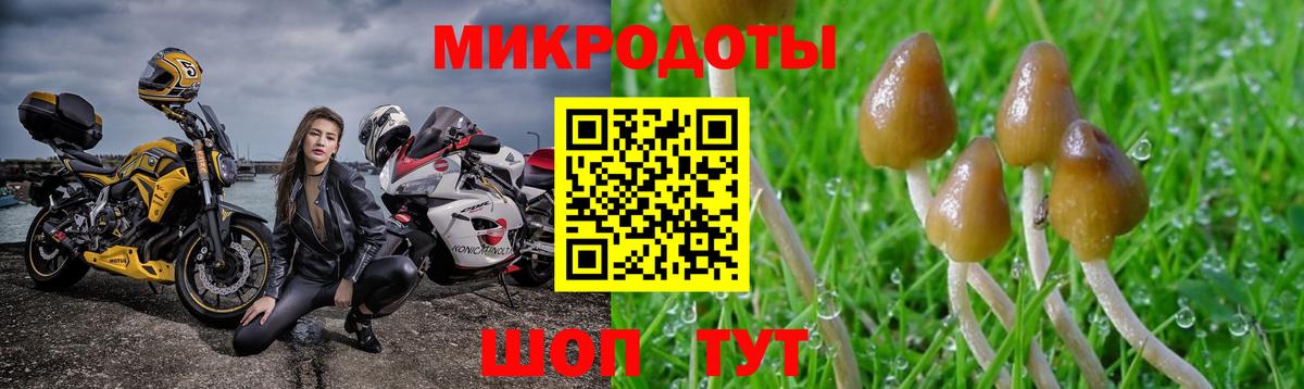 Псилоцибиновые грибы Cubensis Конаково